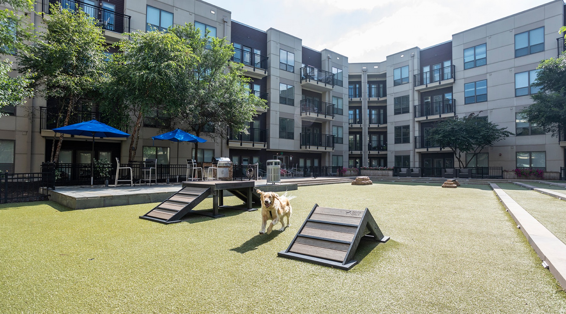 Love Where You Live a dog playing in a park